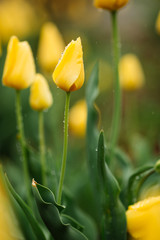 Yellow tulip in the rain