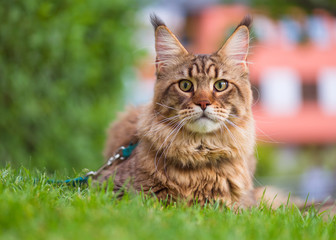 Black tabby Maine Coon cat with leash relaxing on green grass in park. Pets walking outdoor adventure.