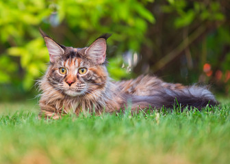 Naklejka na ściany i meble Tortoiseshell Maine Coon cat lying in grass waiting for prey. Adorable young female cat in backyard. Pets walking outdoor adventure in park.