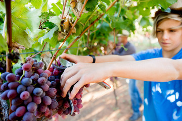 Boy in vineyard