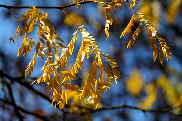 Bright yellow ash tree leaves against bright blue sky. Shallow focus background.