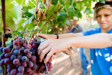 Boy in vineyard
