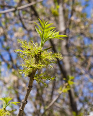 Blossom of European or Common Ash, Fraxinus excelsior, with bokeh background macro, selective focus, shallow DOF