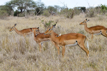 Three Impalas in the savanna