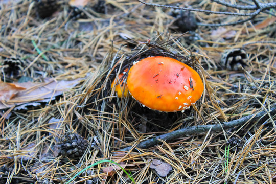 Red mushroom (Amanita Muscaria, Fly Ageric, Fly Amanita) in forest