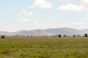 View of the Tsavo East savannah in Kenya