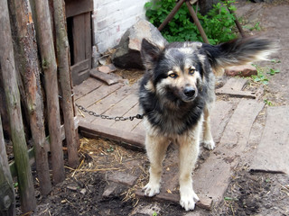 Watchdog on the farm