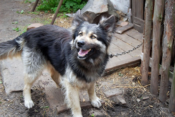 Watchdog on the farm