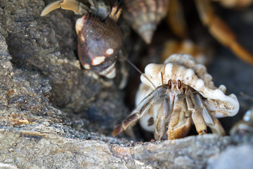 Hermit crabs in Costa Rica