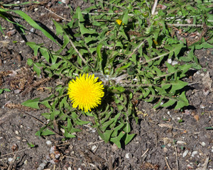 Yellow flowers Common dandelion, Taraxacum officinale, close-up, soft edges, selective focus, shallow DOF