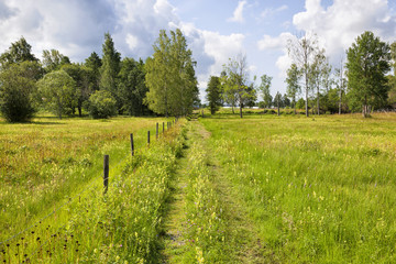Fototapeta premium Footpaths on a meadow
