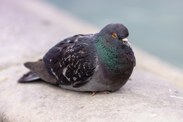 The Cute pigeon at Tuileries Garden, at Paris, France.