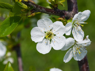 Obraz premium Blossom of cherry tree with bokeh background close-up, selective focus, shallow DOF