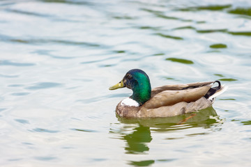 The mallard duck swimming in a pond at Bassin  Octogonal in Tuileries Garden at Paris, France.
