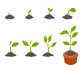Infographic of planting tree.
