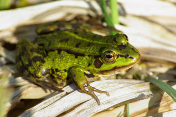 Green spotted frog sits on dry sedge leaves. Shallow depth of field. Selective focus.