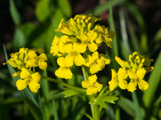 Flowers of herb barbara, bittercress, or Barbarea vulgaris macro, selective focus, shallow DOF