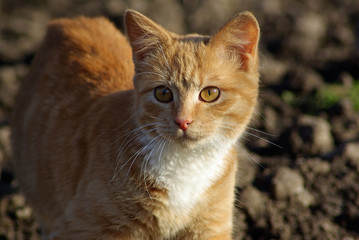 Ginger tabby cat walks outdoors. Shallow depth of field. Selective focus.