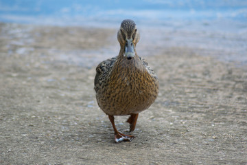 Walking Duck