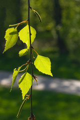 Leaves of Silver birch, Betula pendula, tree in evening sunlight, selective focus, shallow DOF