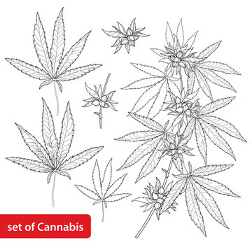 Vector set with outline Cannabis sativa or Cannabis indica or Marijuana. Branch, leaves and seed isolated on white background. Medicinal plant in contour style for summer design and coloring book.