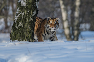 Siberian Tiger in the snow (Panthera tigris altaica)
