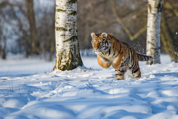 Siberian Tiger in the snow (Panthera tigris altaica)