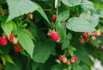 Lots of red ripe raspberries on a bush