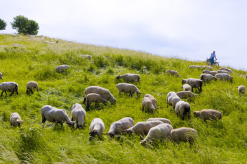 Obraz premium Schafe am Kronsberg