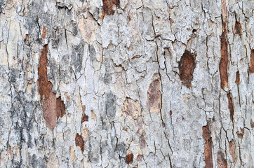 texture of tree bark