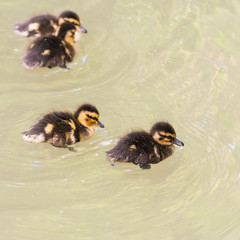 Mallard duck, ducklings, babies in the lake