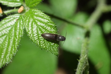Taupin (Athous haemorrhoidalis)