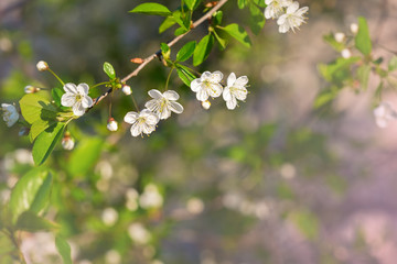 The flowering cherry. Branch of cherry blossoms in the spring. Background