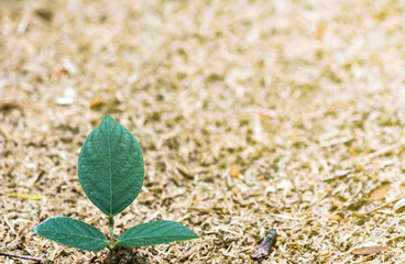fresh plant and background