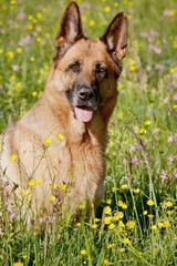 Deutscher Schäferhund im Blütenparadies