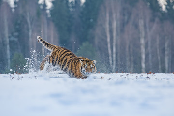 Obraz na płótnie Canvas Siberian Tiger in the snow (Panthera tigris altaica)