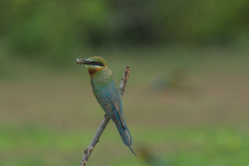 Fototapeta premium beautiful bird Blue tailed Bee eater