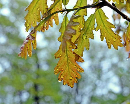 Oak leaves in the rain