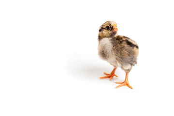 Chick in front of white background
