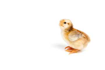 Chick in front of white background