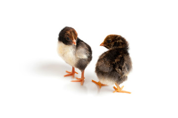 Two little cute chicks in front of white background