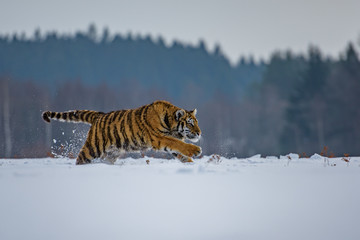 Siberian Tiger in the snow (Panthera tigris altaica)