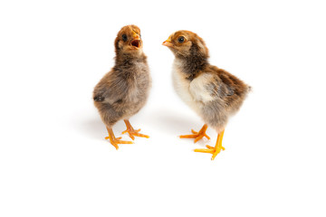Singing two little cute chicks in front of white background. Sings a song
