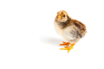 Chick in front of white background