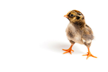 Chick in front of white background