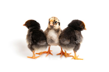 Three little cute chicks in front of white background