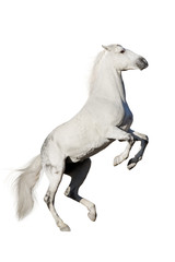 Fototapeta premium White horse rearing up isolated on white background