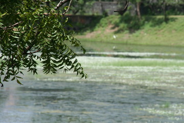 Naklejka premium silver pond