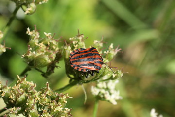 Punaise arlequin (Graphosoma lineatum)