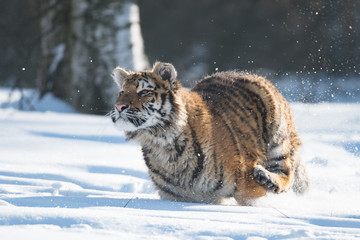 Fototapeta na wymiar Siberian Tiger in the snow (Panthera tigris altaica)